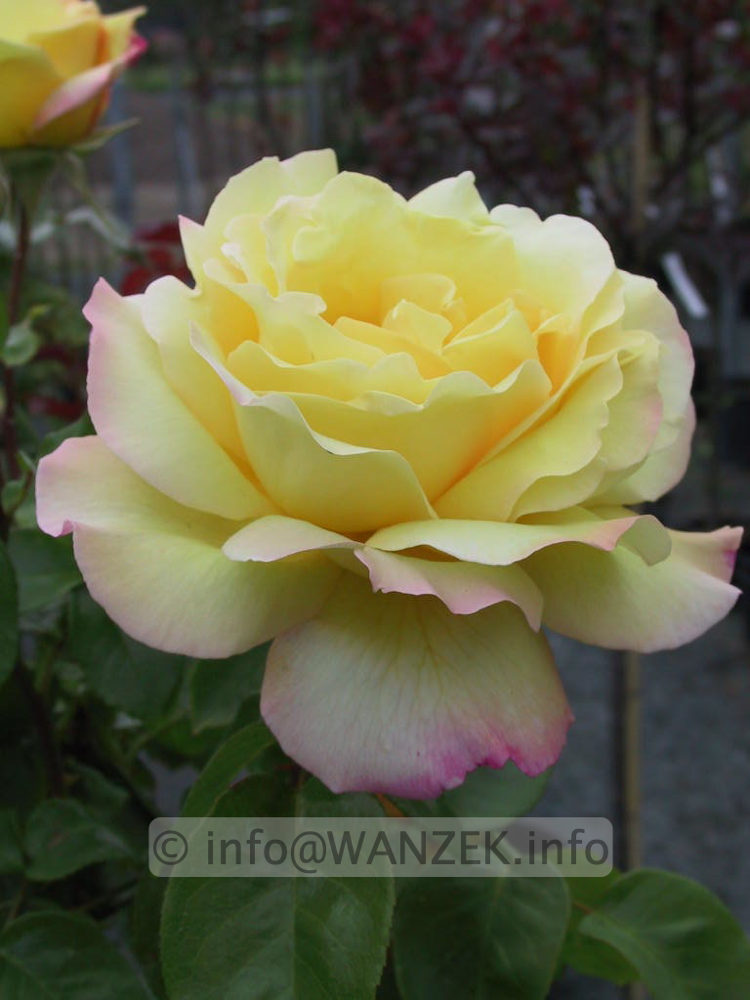 Edelrose Gloria Dei.jpg